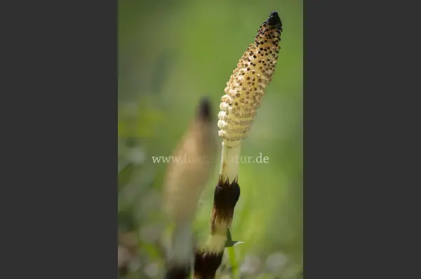 Fokus-Natur Bild