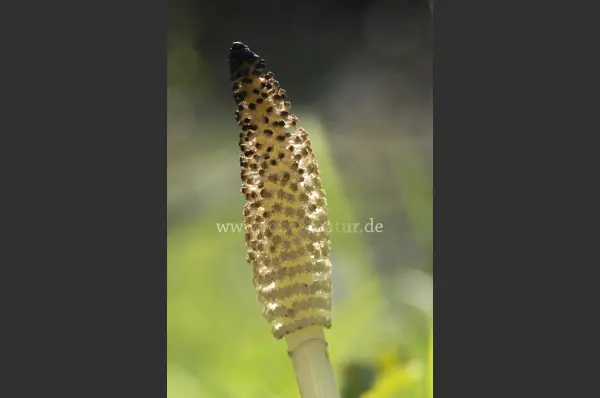 Fokus-Natur Bild