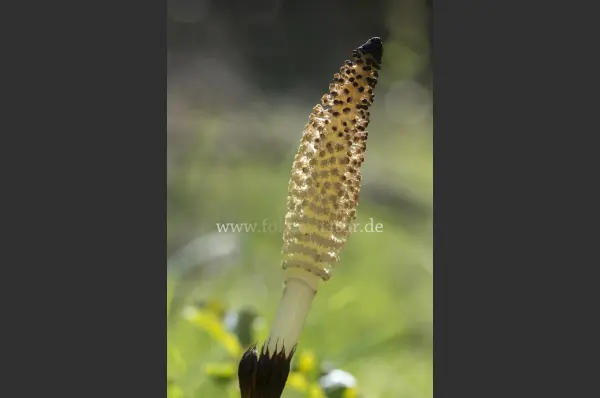 Fokus-Natur Bild