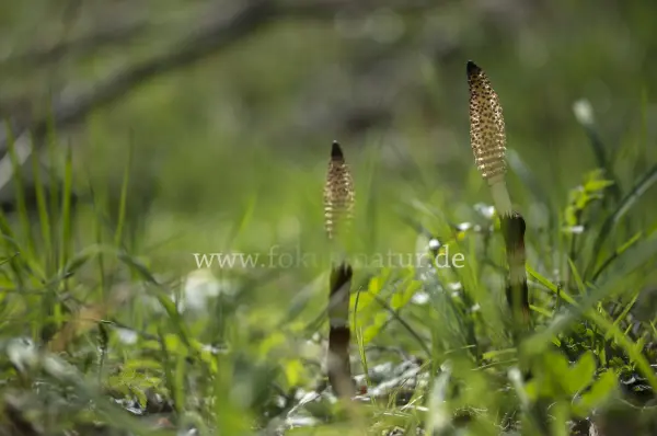 Fokus-Natur Bild