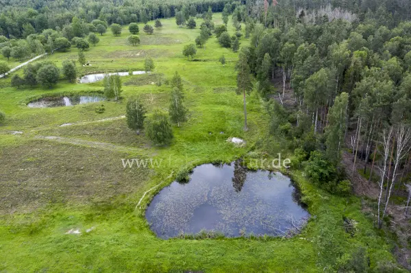 Fokus-Natur Bild