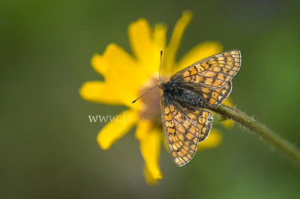 Fokus-Natur Bild