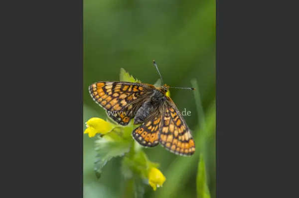 Fokus-Natur Bild