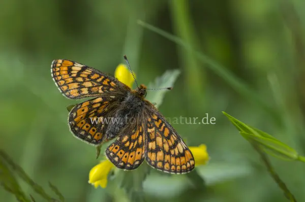 Fokus-Natur Bild