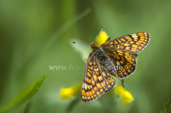 Fokus-Natur Bild