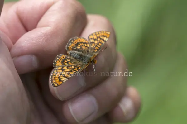 Fokus-Natur Bild