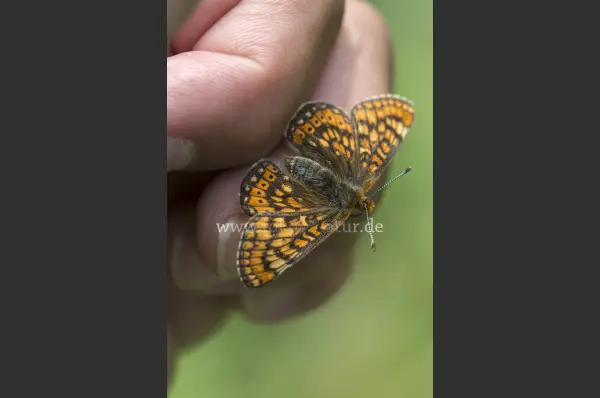 Fokus-Natur Bild