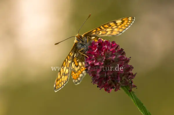 Fokus-Natur Bild