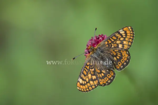 Fokus-Natur Bild
