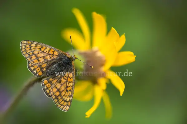 Fokus-Natur Bild