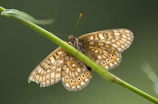 Fokus-Natur Bild