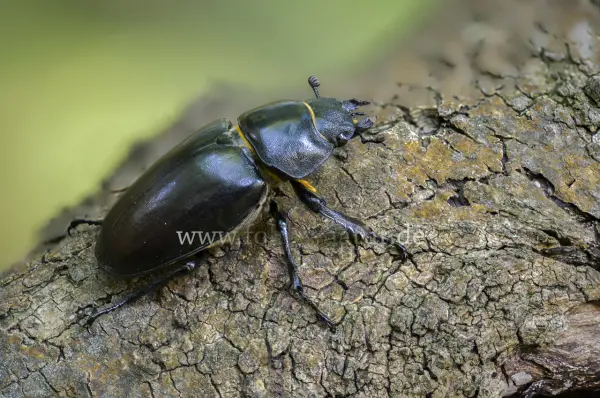 Fokus-Natur Bild