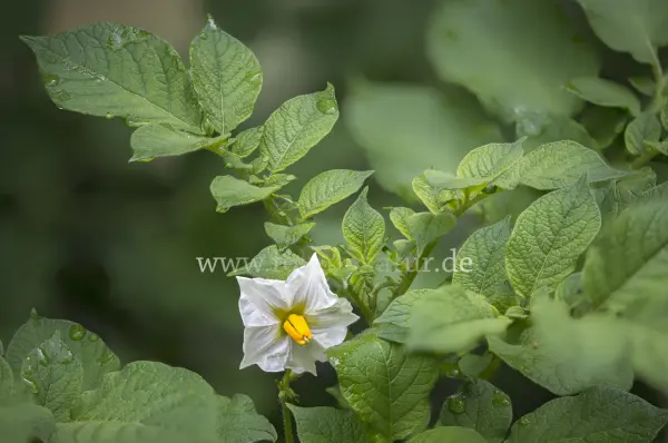 Fokus-Natur Bild