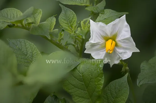 Fokus-Natur Bild