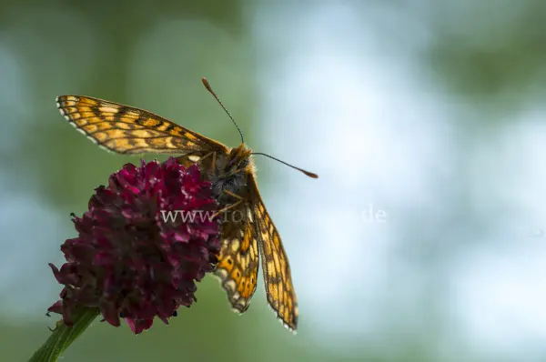 Fokus-Natur Bild