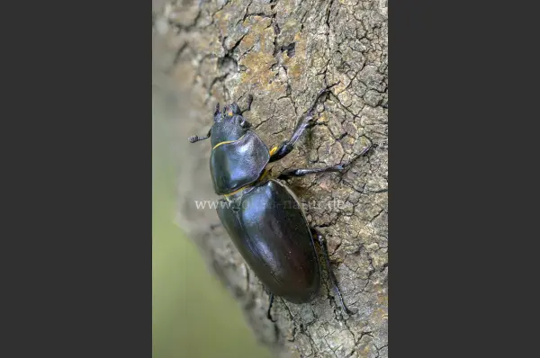 Fokus-Natur Bild