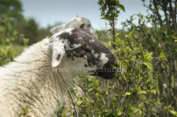 Fokus-Natur Bild