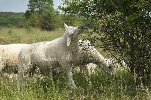 Fokus-Natur Bild