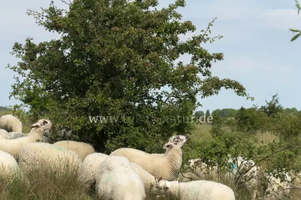 Fokus-Natur Bild