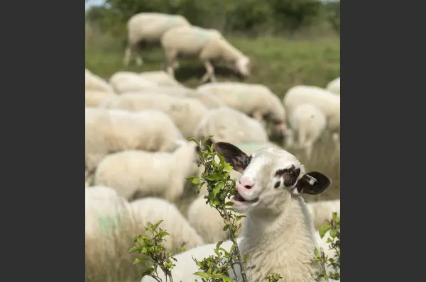 Fokus-Natur Bild