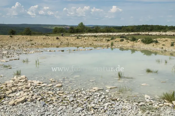 Fokus-Natur Bild