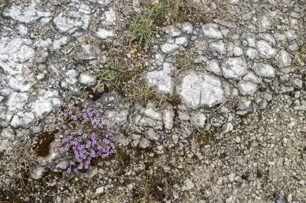 Fokus-Natur Bild