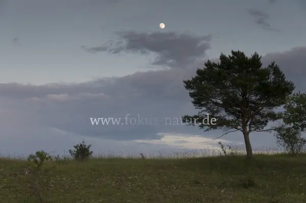 Fokus-Natur Bild