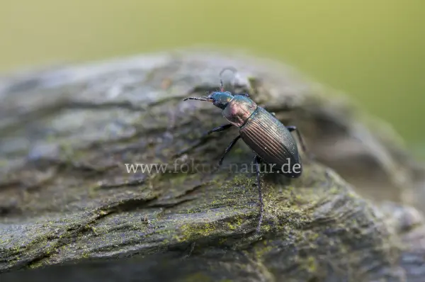 Fokus-Natur Bild