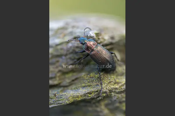 Fokus-Natur Bild