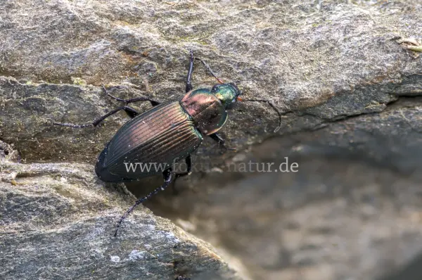 Fokus-Natur Bild