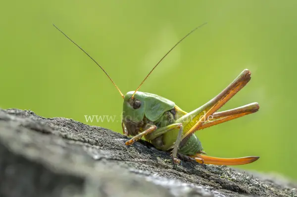 Fokus-Natur Bild