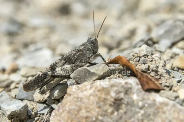 Fokus-Natur Bild