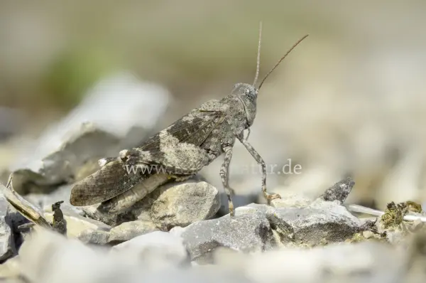 Fokus-Natur Bild