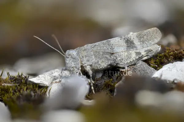 Fokus-Natur Bild