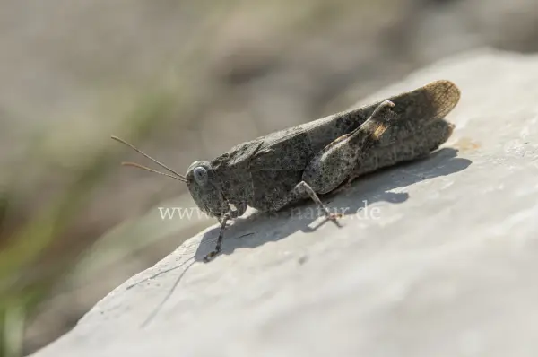 Fokus-Natur Bild
