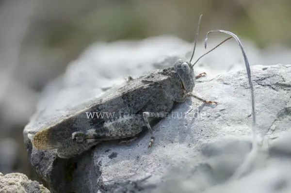Fokus-Natur Bild
