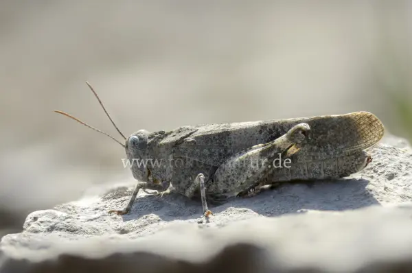 Fokus-Natur Bild