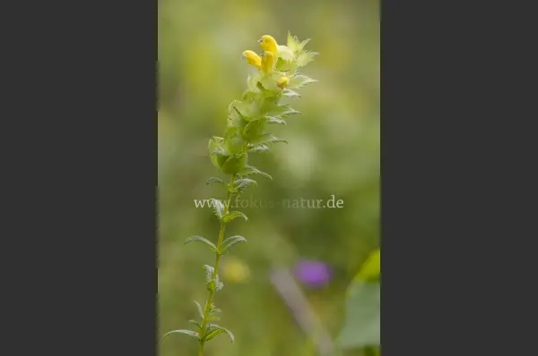 Fokus-Natur Bild