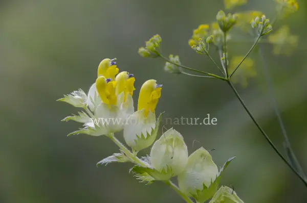 Fokus-Natur Bild