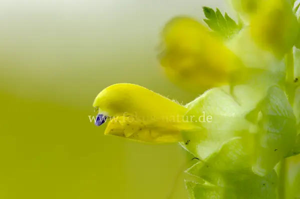 Fokus-Natur Bild