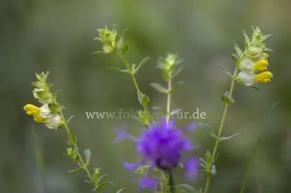Fokus-Natur Bild