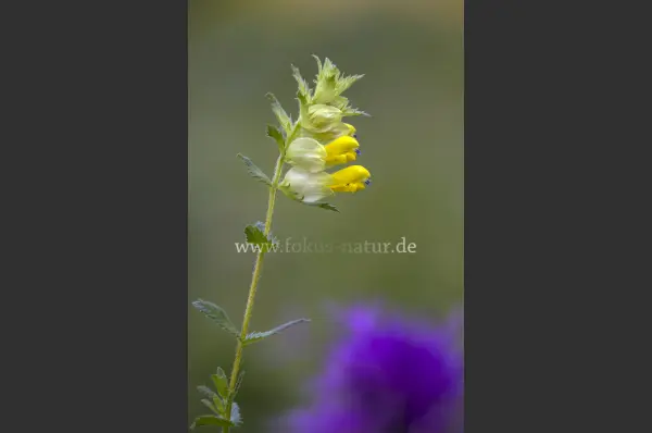 Fokus-Natur Bild