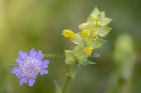 Fokus-Natur Bild