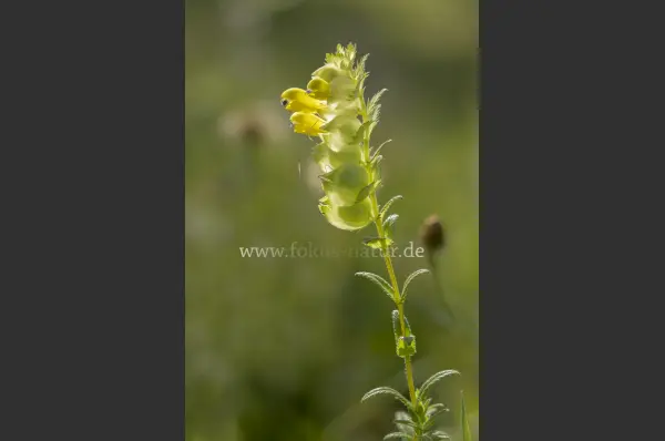 Fokus-Natur Bild