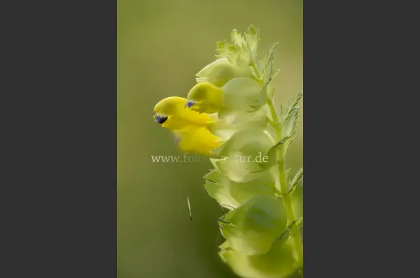 Fokus-Natur Bild