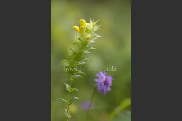 Fokus-Natur Bild