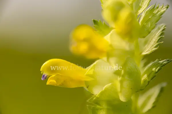 Fokus-Natur Bild