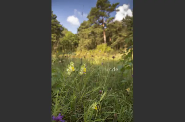 Fokus-Natur Bild