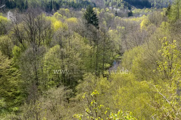 Fokus-Natur Bild