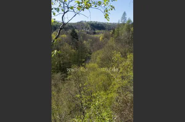 Fokus-Natur Bild